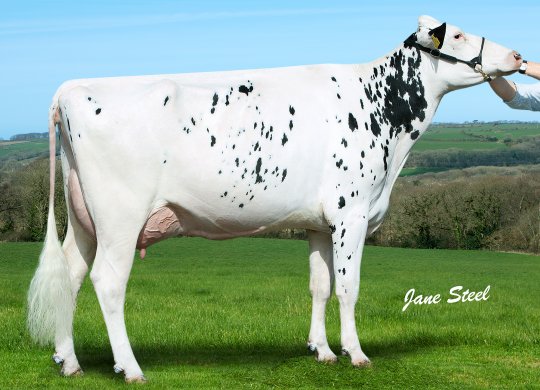 İthal Holstein Sperması