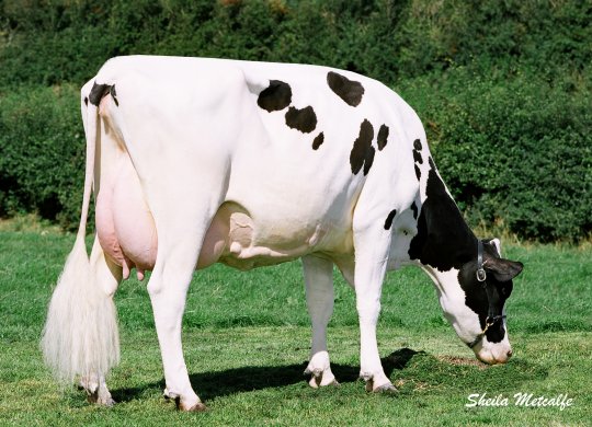İthal Holstein Sperması