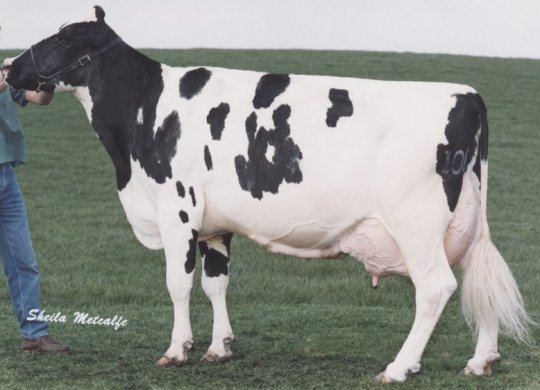 İthal Holstein Sperması
