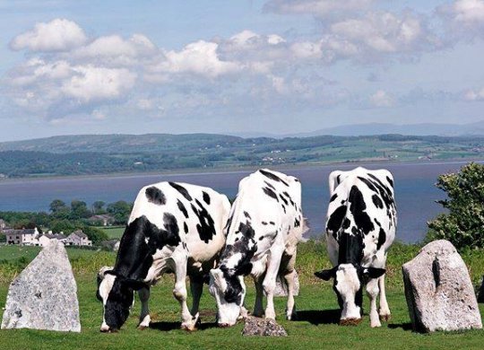 İthal Holstein Sperması
