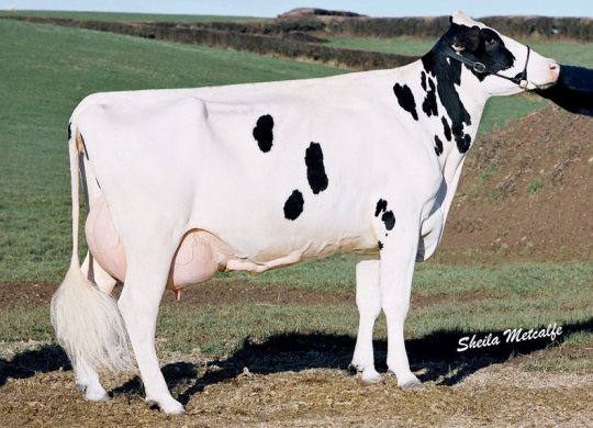 İthal Holstein Sperması