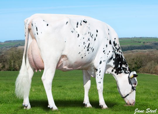 İthal Holstein Sperması