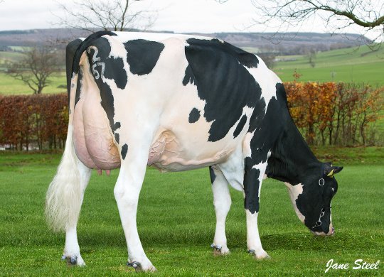 İthal Holstein Sperması