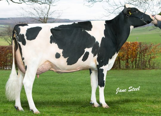 İthal Holstein Sperması