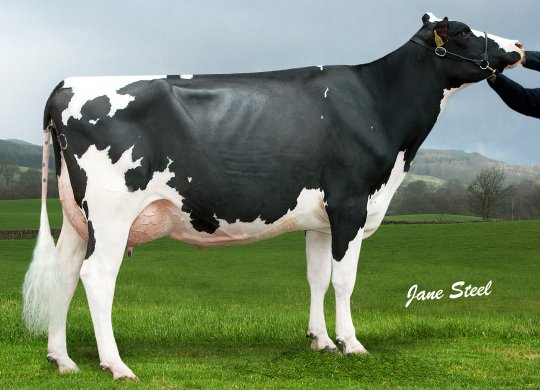 İthal Holstein Sperması