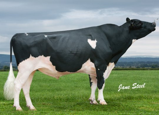 İthal Holstein Sperması