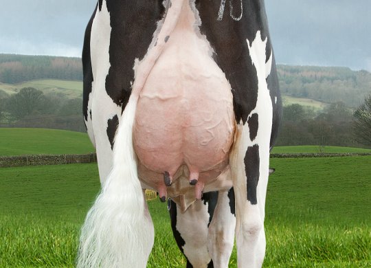 İthal Holstein Sperması