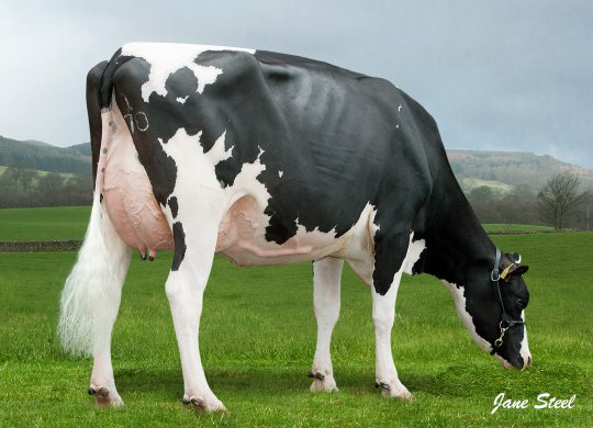 İthal Holstein Sperması