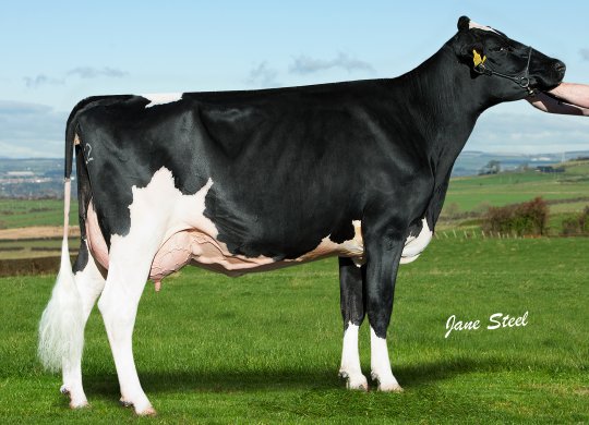 İthal Holstein Sperması