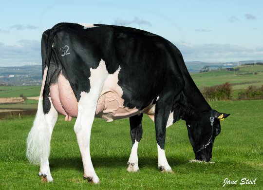 İthal Holstein Sperması