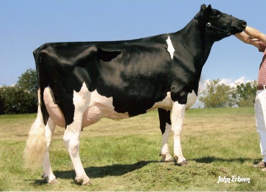 İthal Holstein Sperması