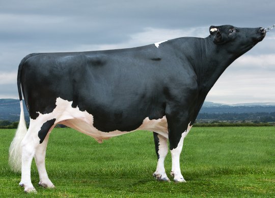 Holstein Sperması