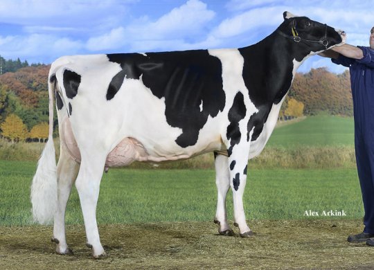 İthal Holstein Sperması