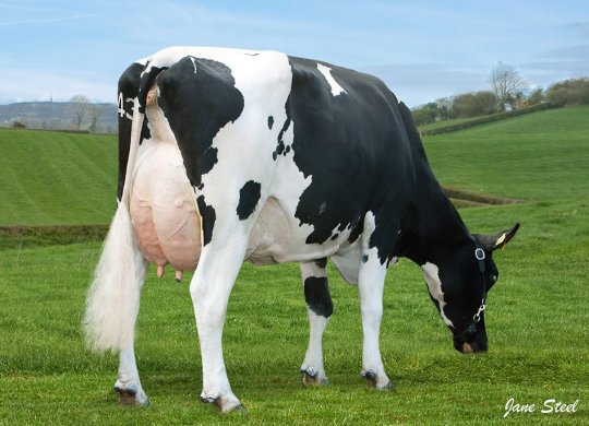 İthal Holstein Sperması
