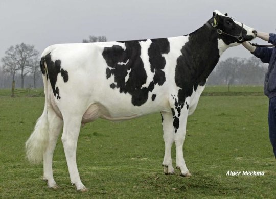 İthal Holstein Sperması