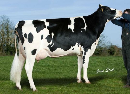 İthal Holstein Sperması