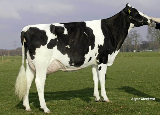 İthal Holstein Sperması