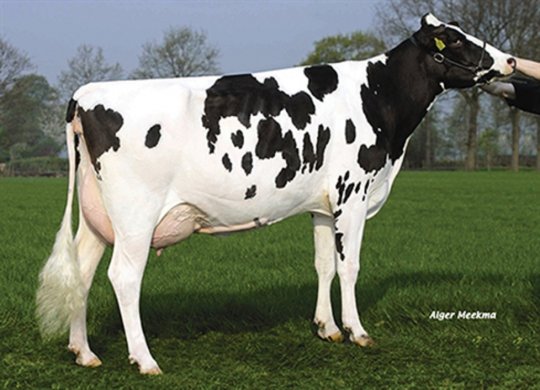 İthal Holstein Sperması