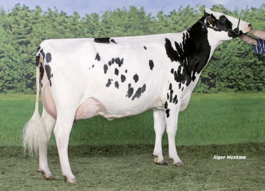 İthal Holstein Sperması