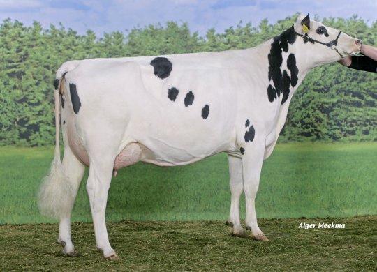 İthal Holstein Sperması