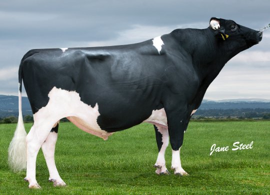 İthal Holstein Sperması