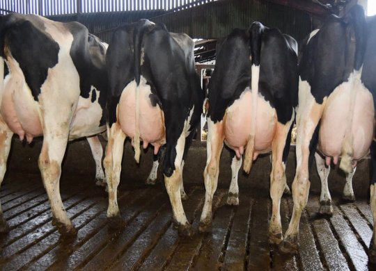 İthal Holstein Sperması