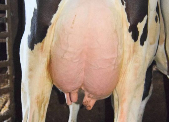 İthal Holstein Sperması