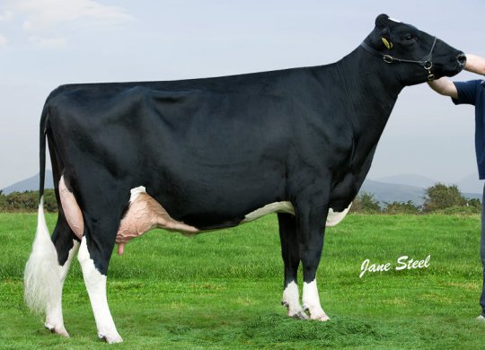 İthal Holstein Sperması