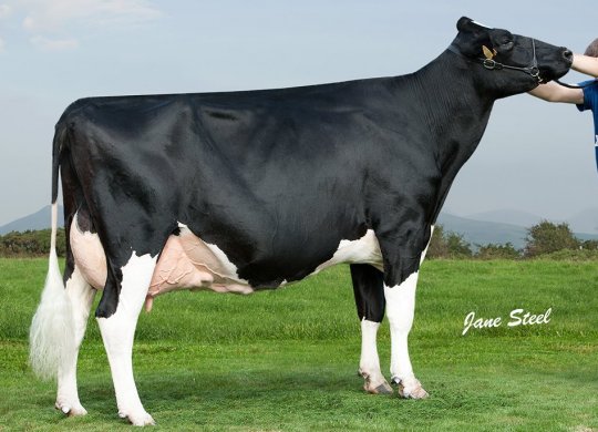 İthal Holstein Sperması