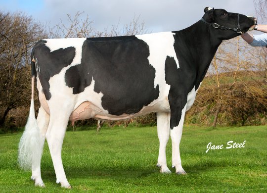 İthal Holstein Sperması