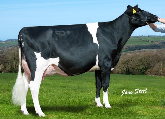 İthal Holstein Sperması