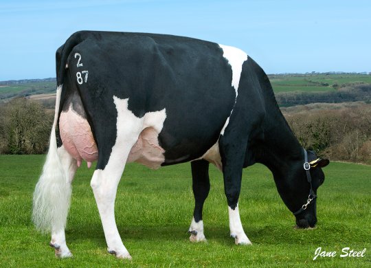İthal Holstein Sperması