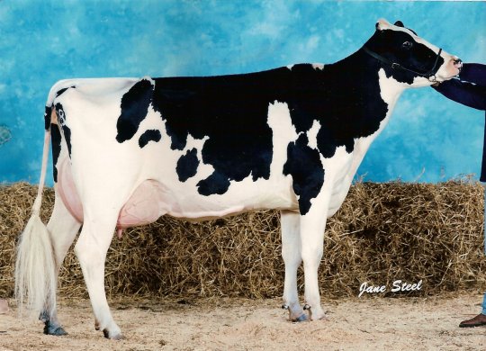 İthal Holstein Sperması