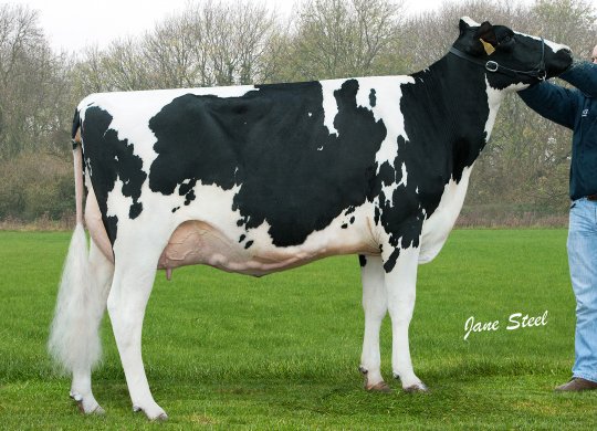İthal Holstein Sperması