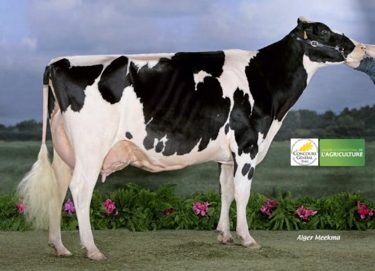 İthal Holstein Sperması