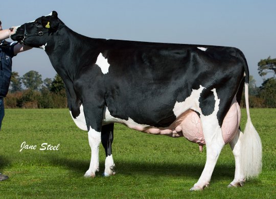 İthal Holstein Sperması
