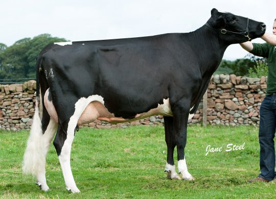 İthal Holstein Sperması