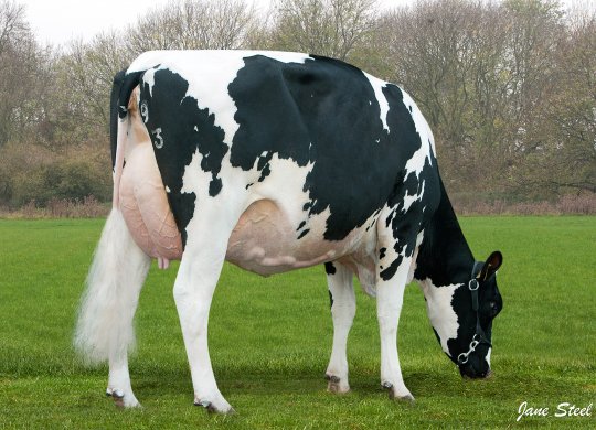 İthal Holstein Sperması