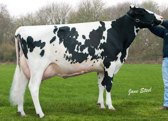İthal Holstein Sperması