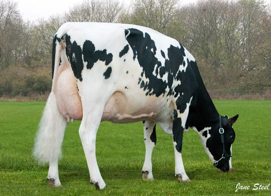 İthal Holstein Sperması