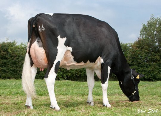 İthal Holstein Sperması