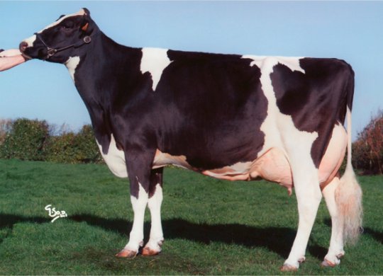 İthal Holstein Sperması