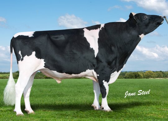 İthal Holstein Sperması