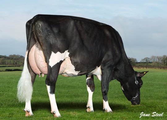 İthal Holstein Sperması