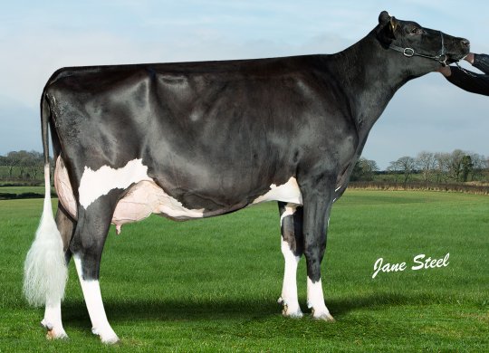 İthal Holstein Sperması