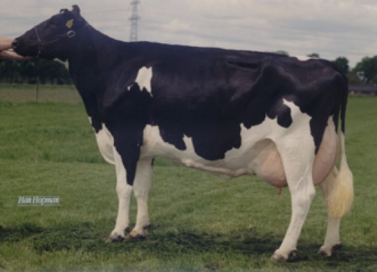 İthal Holstein Sperması