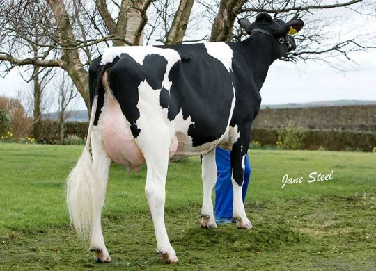 İthal Holstein Sperması
