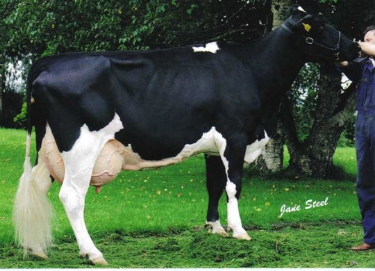 İthal Holstein Sperması