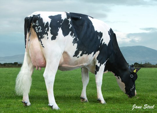İthal Holstein Sperması
