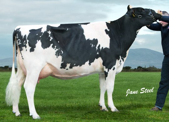 İthal Holstein Sperması